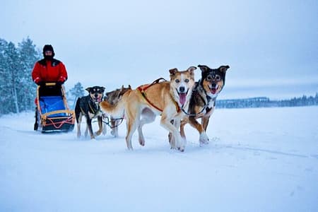 Huskies 5km zelfrijdende sleetocht