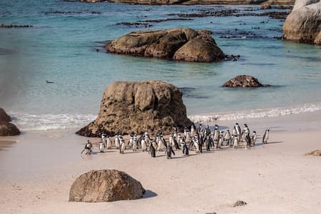 Cape of Good Hope & Boulder Penguins Full-Day Tour from Cape Town