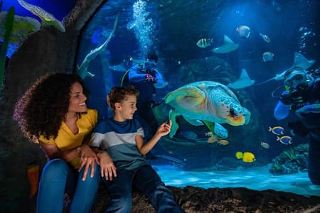 SEA LIFE Orlando Aquarium