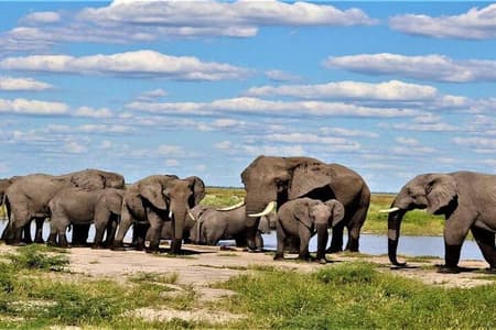 Okavango Delta Safari4 Day Adventure in Moremi Game Reserve