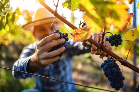 Dégustation de vins de luxe dans la charmante vallée d'Itria