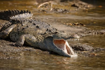 Palo Verde Wildlife Safari : Boat Tour & Traditional Lunch