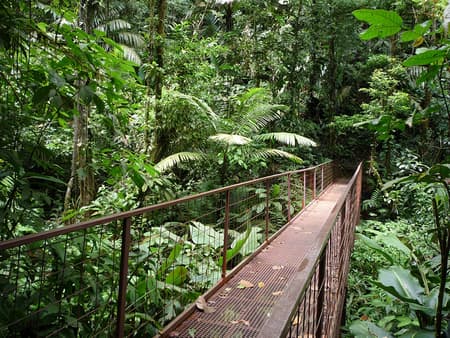 Arenal Rainforest Experience with Hanging Bridges and Baldí Thermal Hot Springs - Full-Day Tour