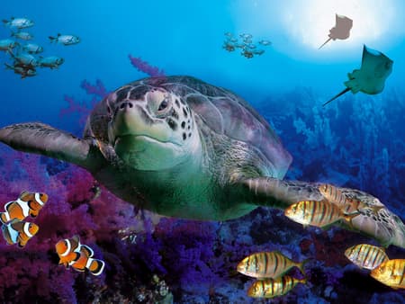 Sea Life Benalmádena - Ticket