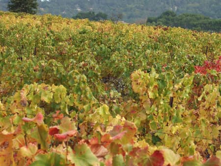 Ruta del vino: Gigondas y Chateauneuf-du-Pape por la tarde
