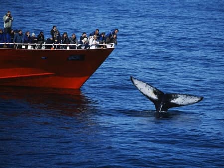 Whale Watching Tour - With Transfers