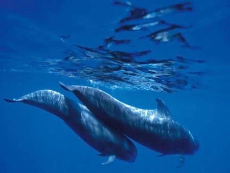 Royal Delfin Katamaran mit Glasboden-Unterwassersicht