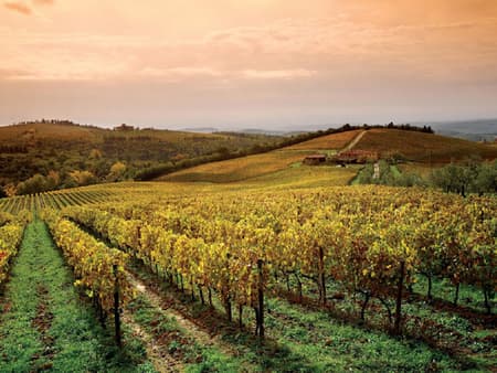 Special Offer: The Wonders of Chianti - Half-Day Tour
