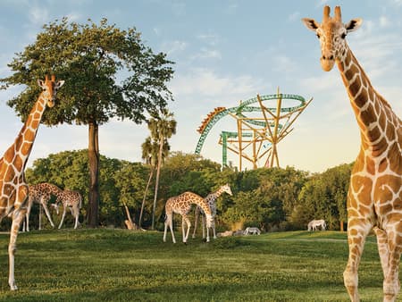 Busch Gardens Serengeti Safari Tour