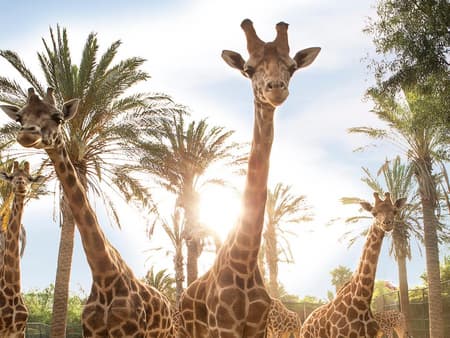 Oasis Wildlife Fuerteventura - Eintritt