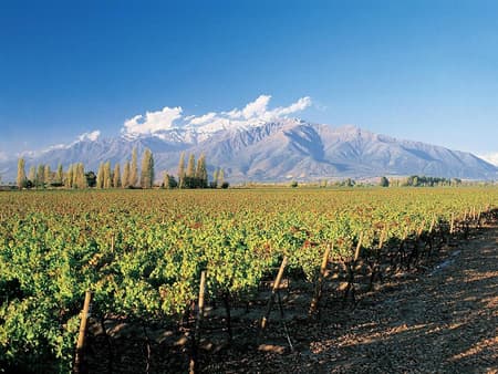 干露酒庄葡萄酒体验之旅