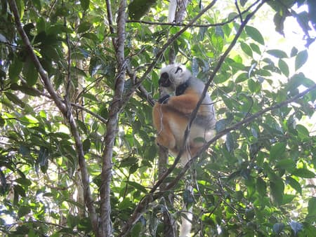 Lemurenpark und Antongona-Hügel 