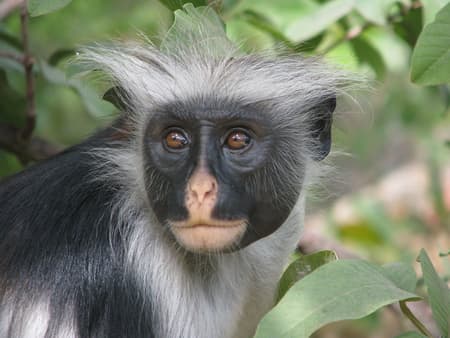 Jozani National Park Tour