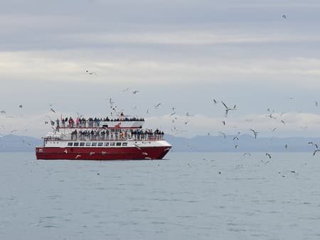 Observation des baleines à bord de grands bateaux