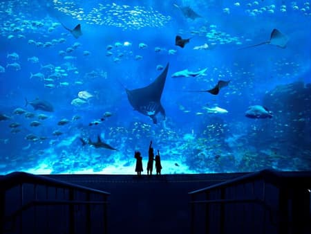 Universal Studios Singapore and S.E.A. Aquarium - Tickets with Transfer