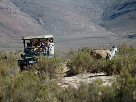 Wildlife Safari Tour