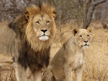 Safari en véhicule ouvert dans le parc national Kruger 