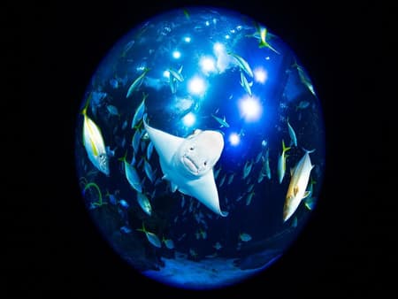 Poema del Mar Aquarium - Ticket