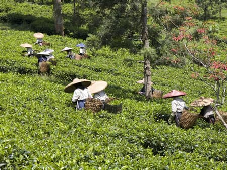 Full Day Puncak Private Car Rental and Sightseeing from Puncak