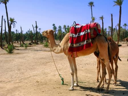 Camel Ride in Marrakech Palm grove