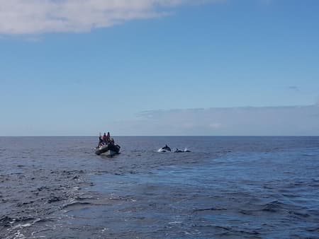 Dolphin Watching - Lisbon Boat Tour