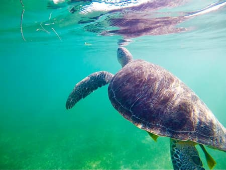 Nado con tortugas en Akumal y descubre un cenote caverna
