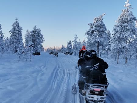Husky- und Rentier-Erlebnis mit Schneemobilfahrt - Tour