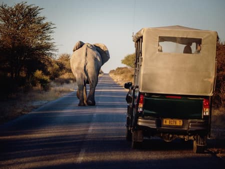 Game Drive Safari - Full-Day Private Tour with Transfer