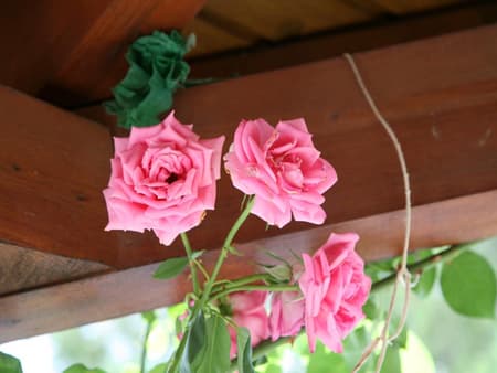 Taste of Cyprus from Paphos - Tour