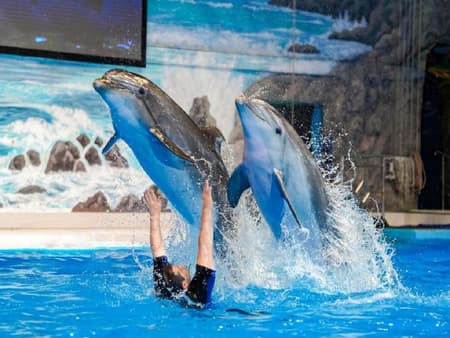 Dubai Dolphinarium - Ticket