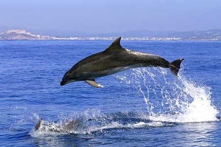 Viaje de un día de duración desde la Costa del Sol a Gibraltar para avistar delfines