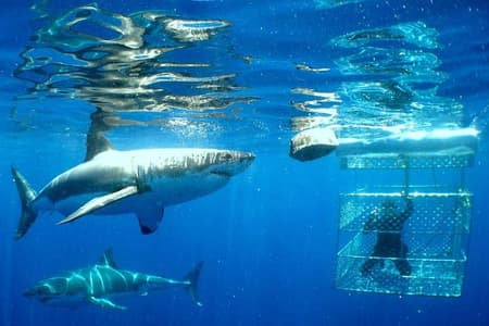 Shark Cage Diving Tour from Cape Town
