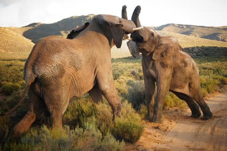 Big-Five Safari Full Day Guided Return Transfer from Cape Town