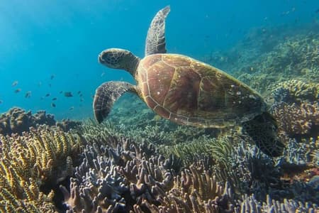 Great Barrier Reef Kreuzfahrt