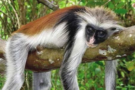 Half-Day Walking Tour in Jozani Jungle