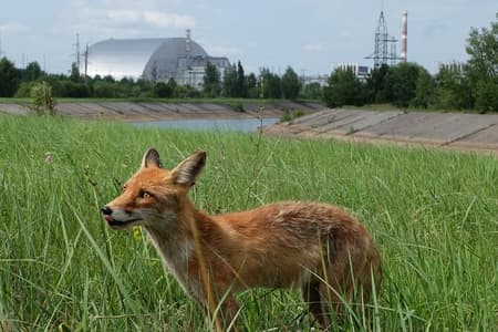 Private Day Tour to Chernobyl