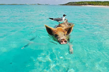 Morning Pig Encounter - Pigs can’t fly, but they do swim!