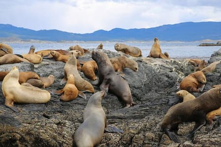 Katamarantour zu Beagle-Kanal und Seal Island ab Ushuaia