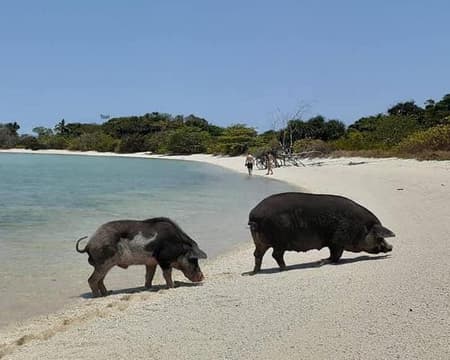 Samui Pig Island - Little Bahamas (Small group tour)