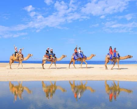CAMELLOS (PASEO POR LAS PLAYAS) (CVU)