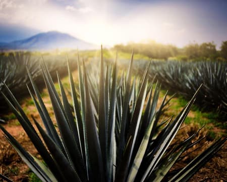 RUTA DEL TEQUILA CON TRANSPORTACIÓN (CVU)