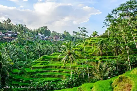 All-Inclusive Ubud Private Tour
