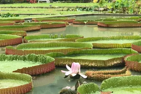 Full Day Flexi Private Tour in Penang Island with Pickup