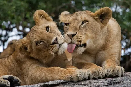 Nairobi National Park, Elephant Orphanage and Giraffe Centre