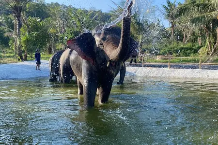 Living Green Elephant Sanctuary Experience near Bangkok & Pattaya