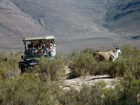 Wildlife Safari Tour