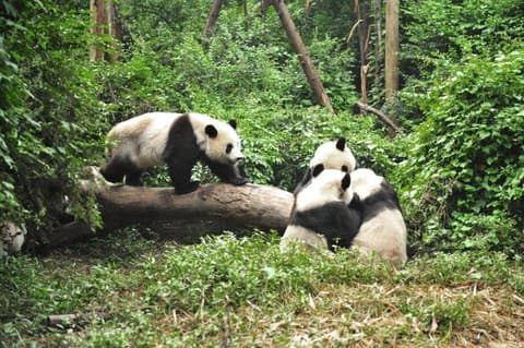 China: Avatar Mountains & Grand Canyon Adventure, French-speaking guide