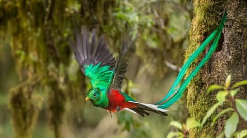 Pura Vida con Guanacaste – Fly & Drive