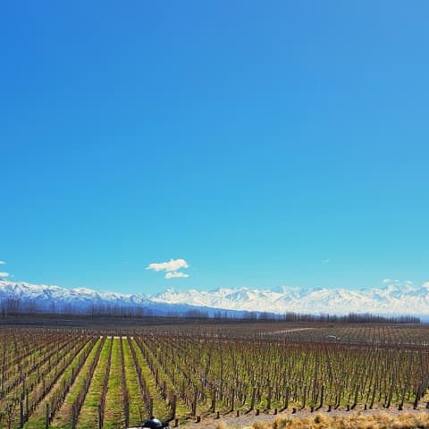 4-Day Mendoza Wine Region Experience, French-speaking guide