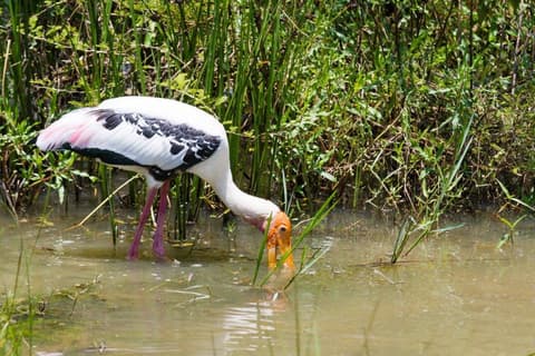 Tour professionale per l'osservazione ornitologica